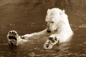 00082 Prints: Polar Bear Floating Print (00082)