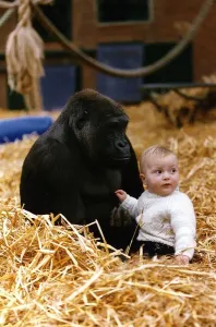 00084 Prints: Clary Aspinall in the Gorilla Enclosure Print, Howletts Zoo