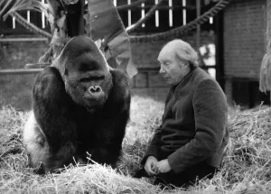 00085 Prints: John Aspinall with Gorilla at Howletts Zoo Print (00085)