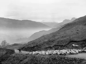 00086 Prints: Sheep Rounded Up on Red Bank Road, Westmorland Print 1934