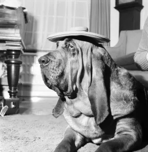 00090 Prints: December 1972 Bloodhound Dog Print (72-11445-002)