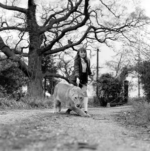 00090 Prints: Leonie the Lioness Print - Abbey Grange, 1972