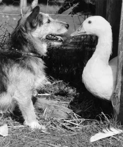 00091 Prints: Rats in Retirement: Northern Ireland Army Dog Print, 1981
