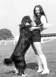 00099 Prints: Birmingham Dog Society National Show Print 21st May 1971