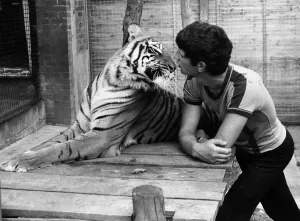 Vintage Animal Photos Prints: Trainee zoo keeper Keith Farrell August 1981 face to face with a tiger
