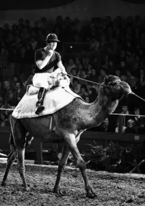 Prince of Wales Rides Camel at London Olympia Print 1979