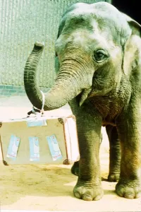 Elephant Print: June 1993