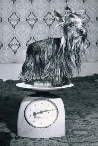Vintage Animal Photos Prints: Two year old Yorkshire Terrier weighs in at only 2lbs