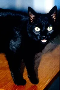 Vintage Animal Photos Prints: Black cat on a table. Cats Animals Scary MIRD-S-17098 / 4