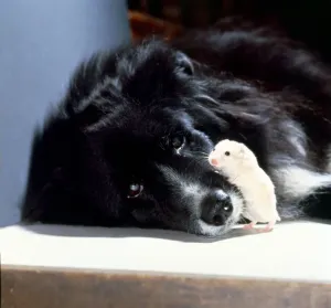 Vintage Animal Photos Prints: A black Collie dog with his friend the hamster January 1979