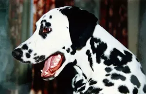Classic Pet Photography Prints: A Dalmation Dog February 1990