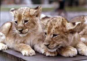 Vintage Animal Photos Prints: Lion cub twins born at London Zoo March 1966