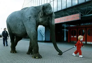 Vintage Animal Photos Prints: Elephant small child takes elephant Janey for a walk at SECC circa 1989