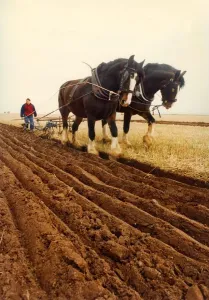 Two Shire Horses Ploughing Field Print (00177)
