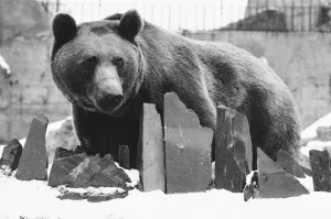 Prints of A grizzly bear looks out over his frozen pool enclosure at London Zoo following a fresh fall of snow. 27th December 1970 Weather Prints: Grizzly Bear at London Zoo, Frozen Pool Print 1970