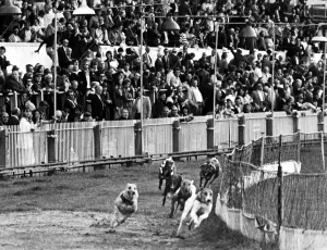 Dog Racing Prints: Greyhound Racing Print: Cardiff Arms Park, 30 July 1977