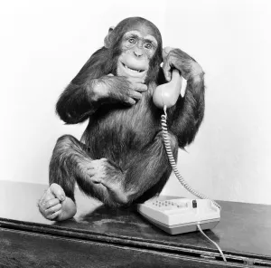 Vintage Animal Photos Prints: Chimpanzees named Jambo and William, 4 year old chimps, at Twycross Zoo in Leicestershire