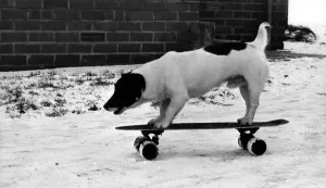 Youth Culture Of The 80s Prints: Chango the skateboarding Jack Russell Terrier on 13th December 1981