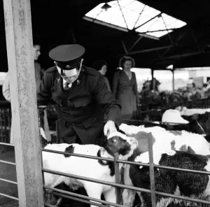 1954 Black and White Print of Thornbury Cattle Market