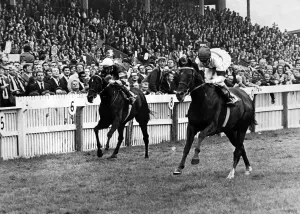 Prints of Redcar Racecourse is a thoroughbred horse racing venue located in Redcar, North Yorkshire. Royal Prerogative ridden by Lester Piggott, wins the William Hill Gold Cup at Redcar Cleveland Prints: Redcar Racecourse William Hill Gold Cup Print 1973