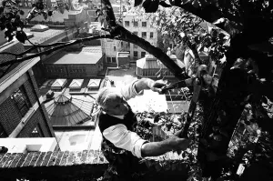 00626 Prints: Charles Legg Pruning at Derry and Toms Roof Garden Print