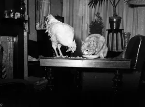 Vintage Animal Photos Prints: Joey, the nine-year-old pet cock belonging to Mrs. Florence Weetall of Layton, Blackpool