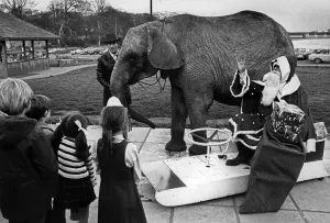 01400 Prints: Santa Claus with baby elephant Opel, Knowsley Safari Park print