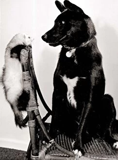 Images Dated 1st April 1976: Missus the cross bred labrador dog and Misty the ferret sitting on a wicker chair