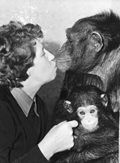 00150 Gallery: Molly Badham with her new baby chimp Brooke and mother Sue Molly seen here givinng