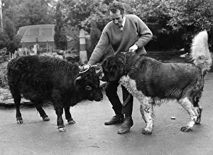Moment of truth for Titch, the fully-grown mini-bull, as he measures up beside Bernie Moment of truth for Titch, the fully-grown mini-bull, as he measures up beside Bernie