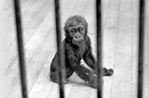 Three month old baby gorilla Rebecca at Bristol Zoo. May 1975 Three month old baby gorilla Rebecca at Bristol Zoo. May 1975