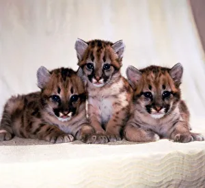 One month old baby Puma cubs at Southam Tiger Park, Warwickshire August 1985 One month old baby Puma cubs at Southam Tiger Park, Warwickshire August 1985