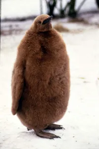 A six month old King Penguin at Whipsnade Zoo January 1987 A© Mirrorpix A six month old King Penguin at Whipsnade Zoo January 1987 A© Mirrorpix