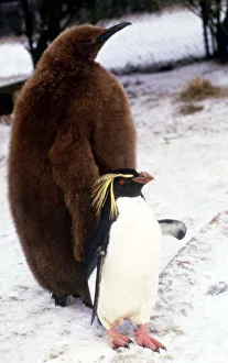 00137 Gallery: A six month old King Penguin at Whipsnade Zoo witha rockhopper penguin sharing its pen