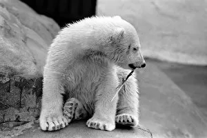 Four month old polar bear cub Janina at Bristol zoo. May 1975