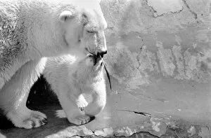 Images Dated 2nd May 1975: Four month old polar bear cub Janina and mother Nina at Bristol zoo. May 1975