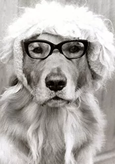 Monty the golden retriever dog wearing a hat and glasses