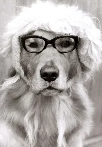 Monty the golden retriever dog wearing a hat and glasses Monty the golden retriever dog wearing a hat and glasses