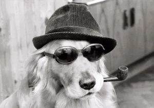 Monty the golden retriever dog wearing a hat and sunglasses while smoking a pipe Monty the golden retriever dog wearing a hat and sunglasses while smoking a pipe