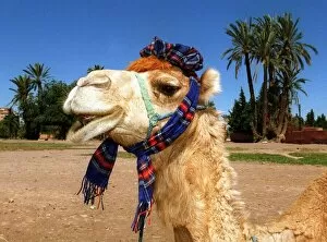 Images Dated 22nd June 1998: Morocco world cup feature June 1998 Marrakesh a camel wears tartan scarf