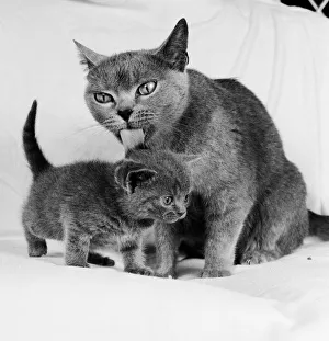 A mother cat licking her young kitten clean with her tongue. 27th July 1984 A mother cat licking her young kitten clean with her tongue. 27th July 1984