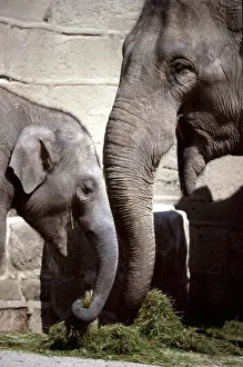 Mother elephant and her young at Chester Zoo eating grass August 1979 Mother elephant and her young at Chester Zoo eating grass August 1979