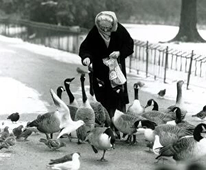 Images Dated 17th January 1985: Mother goose City lakes are frozen over - birds in London find a friend