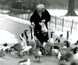 Mother goose City lakes are frozen over - birds in London find a friend Mother goose City lakes are frozen over - birds in London find a friend