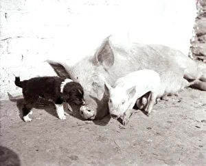 A Mother pig and piglet with baby dogs which she has adopted September 1956 A Mother pig and piglet with baby dogs which she has adopted September 1956
