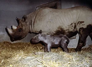 Mother rhinoceros June with her two days old baby Kes at London Zoo September 1978 Mother rhinoceros June with her two days old baby Kes at London Zoo September 1978