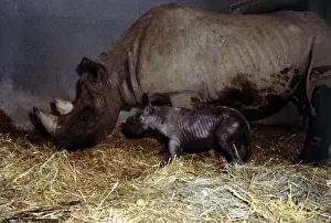 Mother rhinoceros June with her two days old baby Kes at London Zoo September 1978 Mother rhinoceros June with her two days old baby Kes at London Zoo September 1978