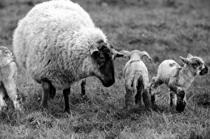 Mother with young spring lambs in Kent. January 1975 75-00492-004