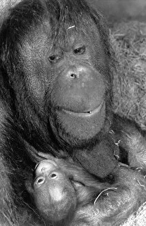Images Dated 2nd March 1989: Mothers Day at London Zoo: Bulu the Orang-Utan. Ani Monkeys now 28 years old