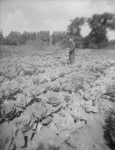 Mr Dickenson tending cabbages allotment in Barnes - taken with lens from chicken' Mr Dickenson tending cabbages allotment in Barnes - taken with lens from chicken'